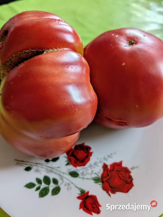 Stara Malinówka SS pomidor nasiona małopolskie