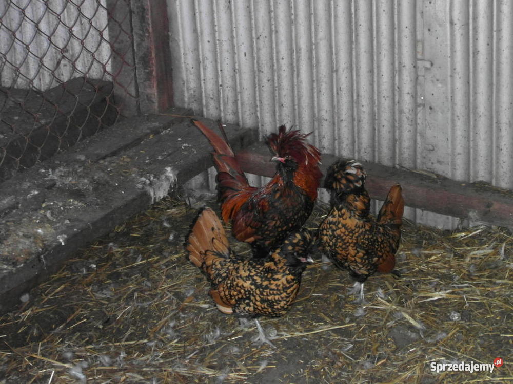 kury czubatki padewskie Zwierzęta Godziesze Wielkie sprzedam