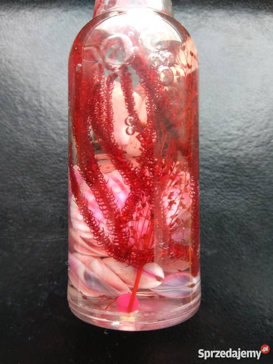 Otwieracz morski Warszawa sprzedam