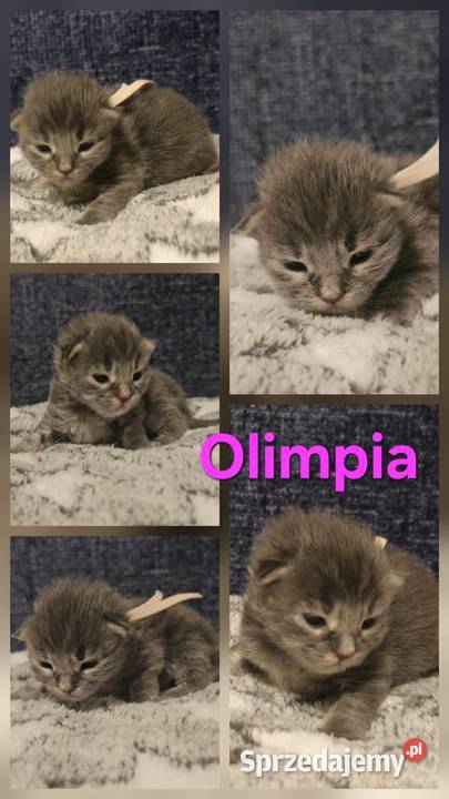 Maine coon do rezerwacji odbior lipiec Maine Coon Szczecin