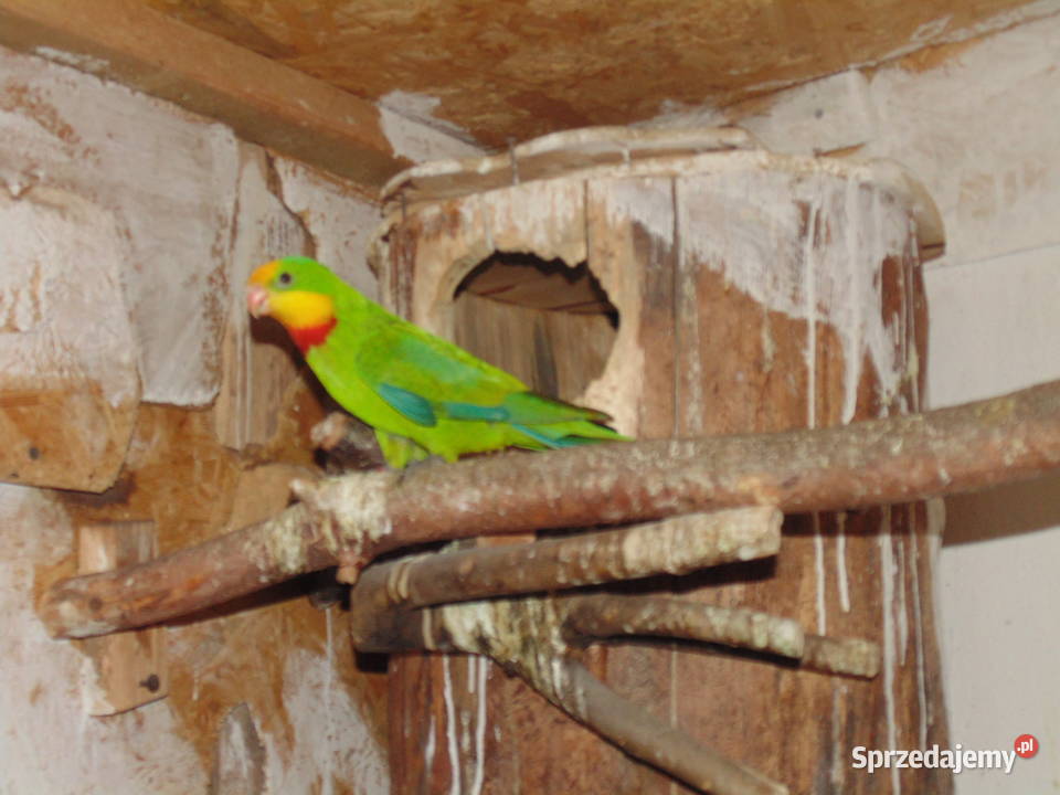 barabanda 10 Racibórz sprzedam