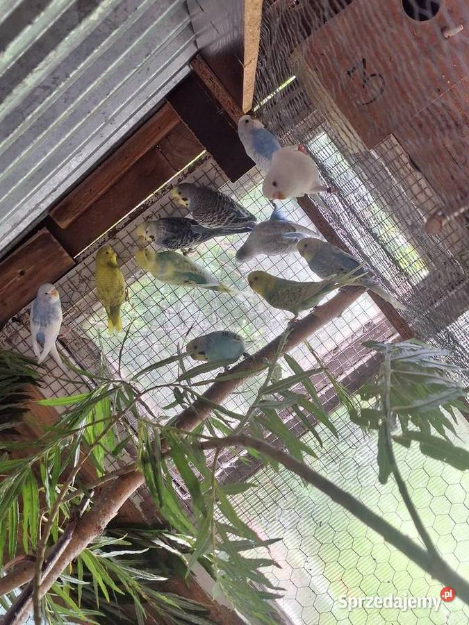 Papugi faliste kujawsko-pomorskie