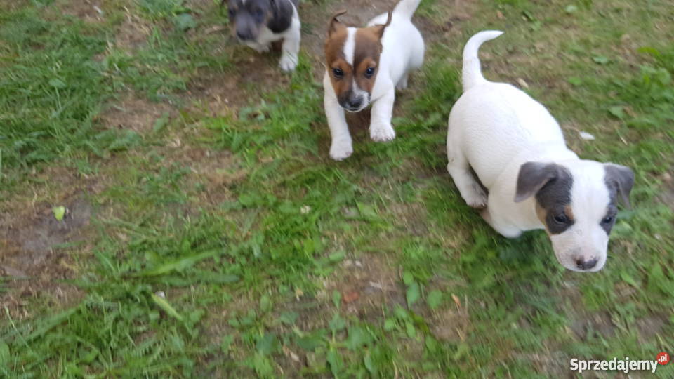 Szczeniaki Jack Russel Terrier Kolonia Wierzchowisko