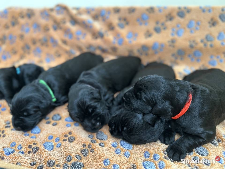 Sznaucer olbrzym piękna suczka FCI Olsztyn sprzedam