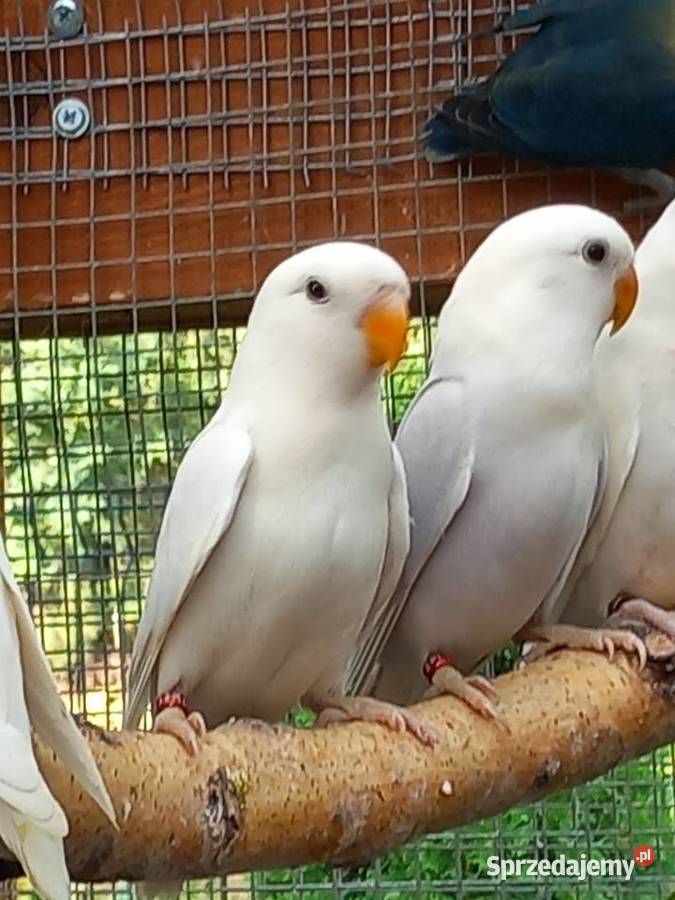 Papugi zmienią wolierę Pilawa