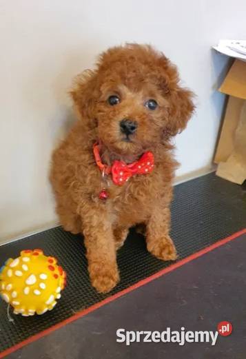 Pudel Pudelek Toy Toffik piesek red