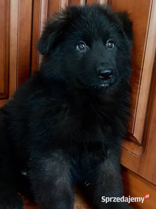Owczarek niemiecki długowłosy potężne szczeniaki