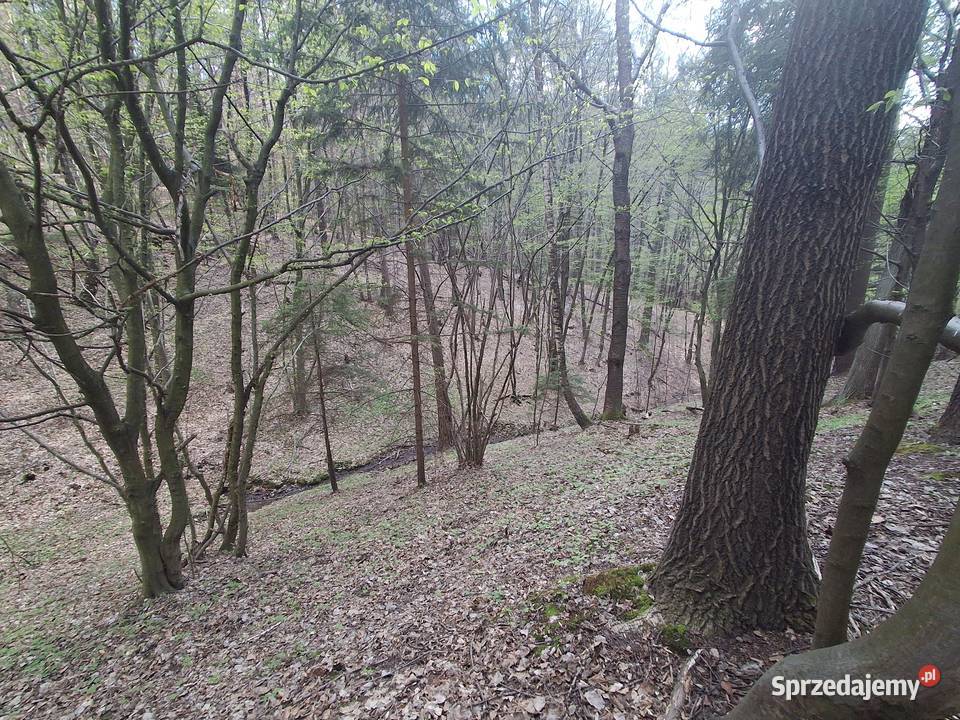 Lipnica Dolna urokliwy młody las