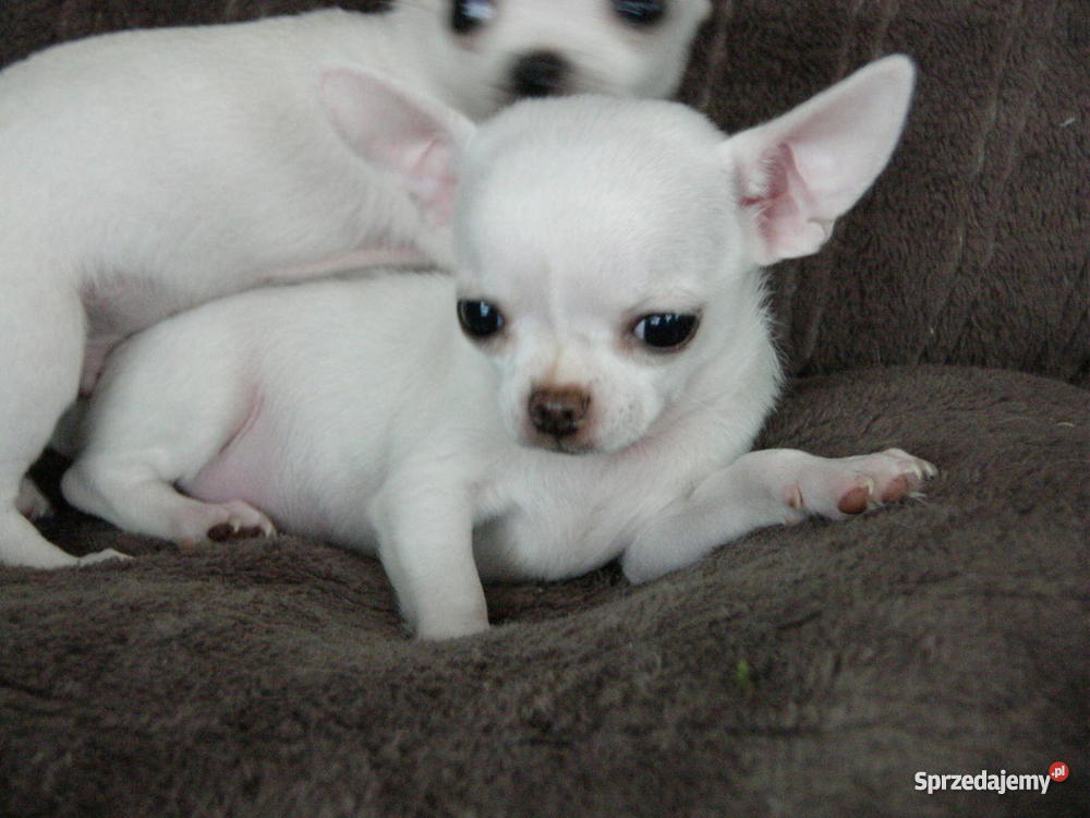 biały pies łat na imię ma o Zwierzęta Brzeg