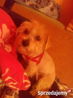pieski rasy mieszanej maltańczyk z yorkem Garwolin