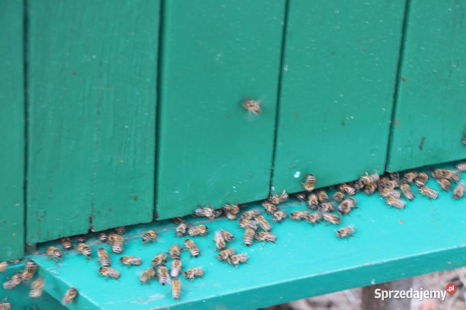 Pasieka na sprzedaż Chełmża