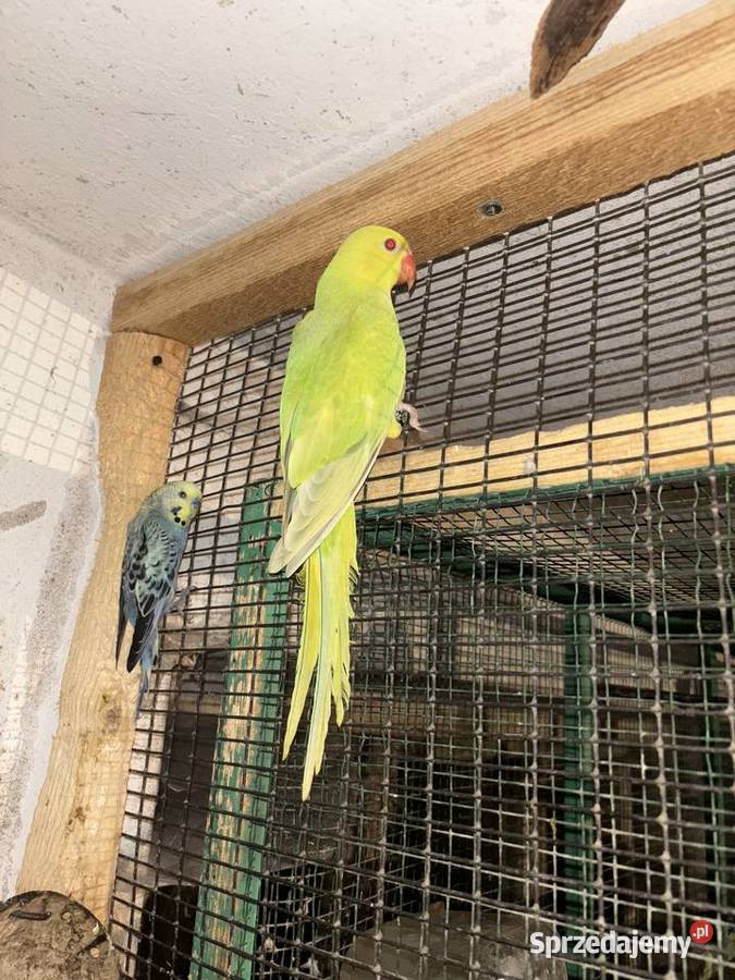 Papugi małopolskie Gdów