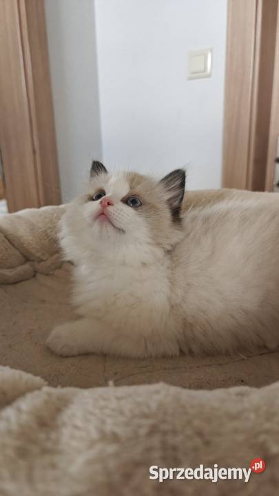 Cudowne kociaki Ragdoll FPL prawdziwy rodowód