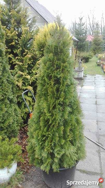 Thuja Smaragd 200220 Szkółka roślin Producent Rydzyny