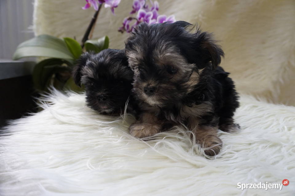 York Maltańczyk Sobótka