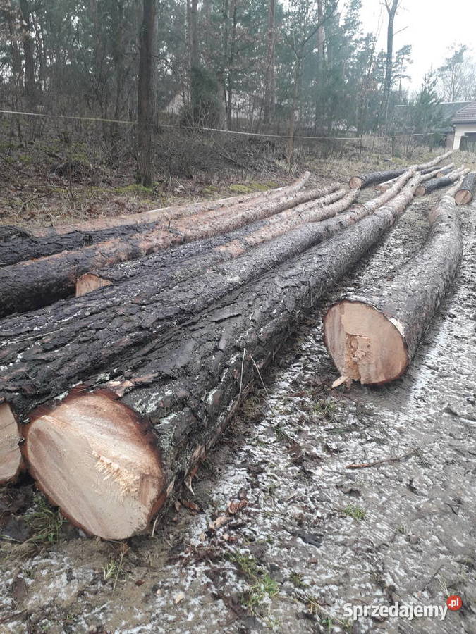 Drewno tartaczne sosna Baranowo