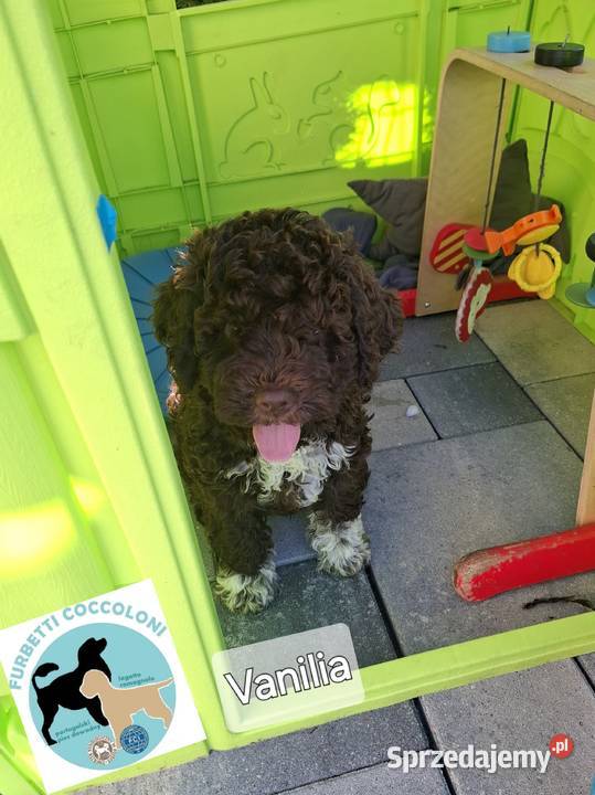 Szczenięta rasy lagotto romagnolo pieski zkwp