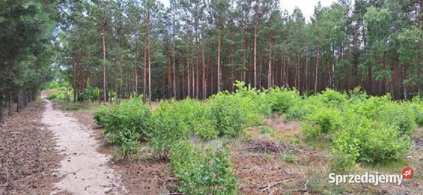 Duża działka budowlana z własnym lasem Osiek kujawsko-pomorskie