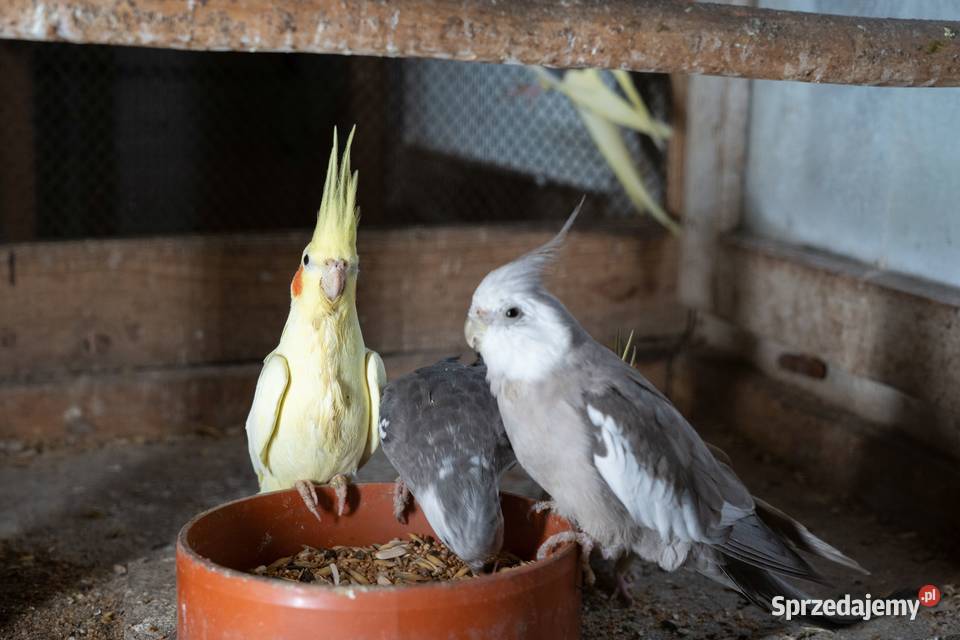 Papugi Nimfy Chmielnik sprzedam