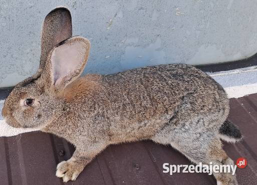 Króliki Stoki Małe sprzedam