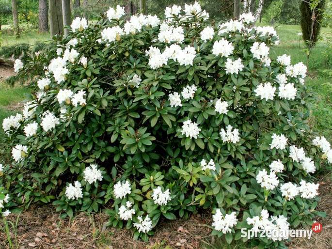 Różanecznik Cunninghams WhiteRhododendron Grójec