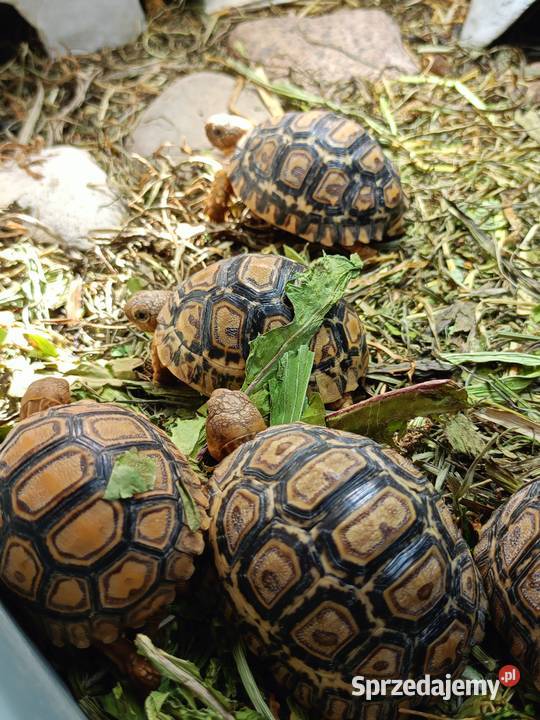 żółw lądowy żółw lamparci żółwie podlaskie Białystok