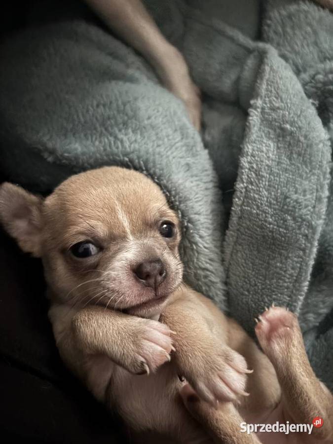 Chihuahua piękne szczenięta krotkowlose Szczecin