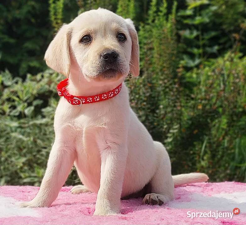 Labrador Retriever ZKwPFCI Szczenię suczka Labrador Nowe Miasto Lubawskie