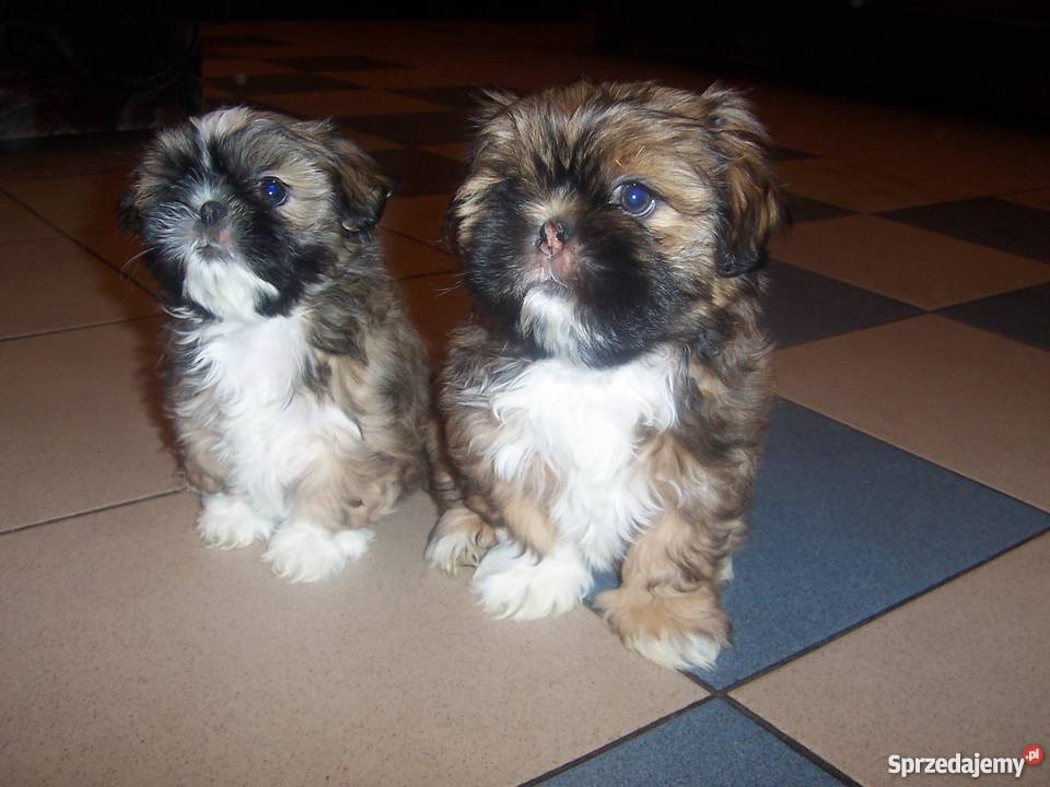 Szczenięta shih tzu Wieluń