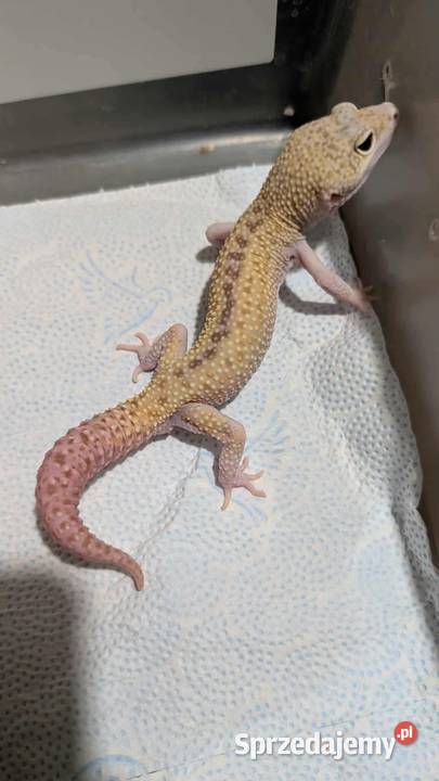 Eublefar lamparci samiec Poznań sprzedam