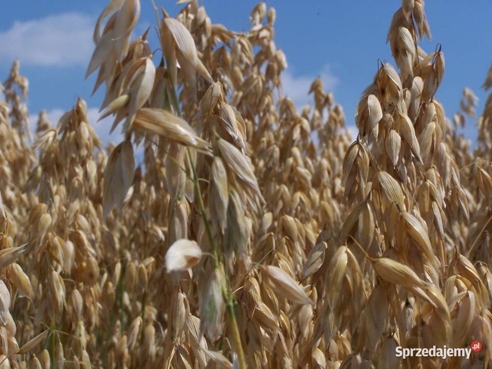 Owies podkarpackie Glinik