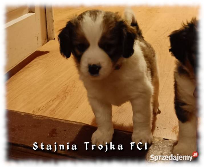 Do adopcji urocze szczeniaki rasy Kooikerhondje Zaświatycze