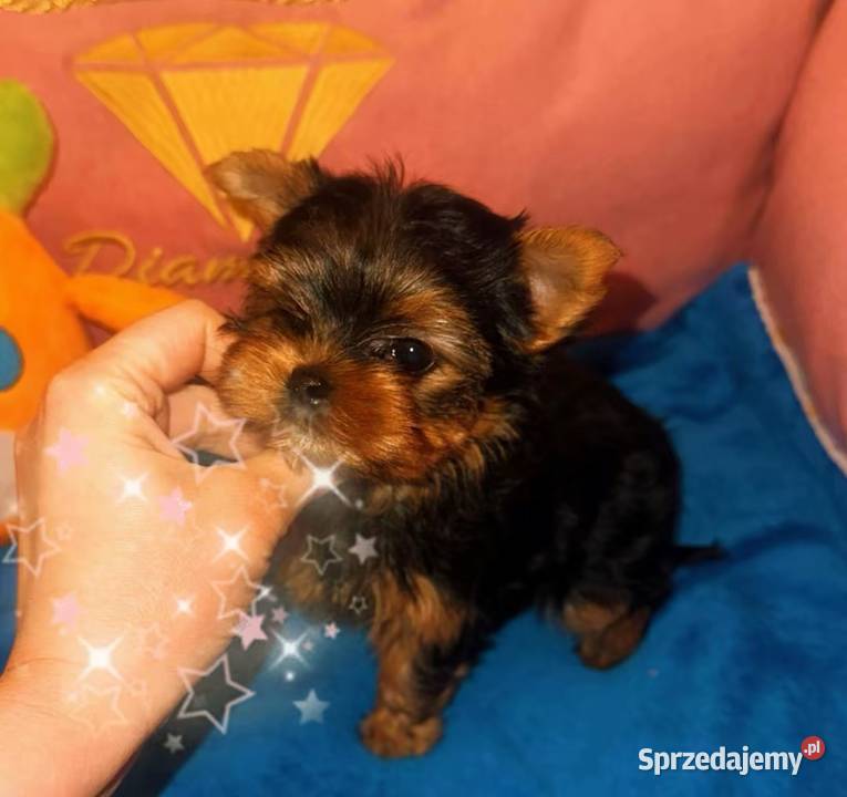 Yorkshire terrier Lublin sprzedam