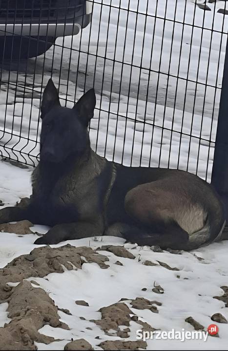 Rezerwacja pieska owczarka belgijskiego Malinois łódzkie Wójtostwo