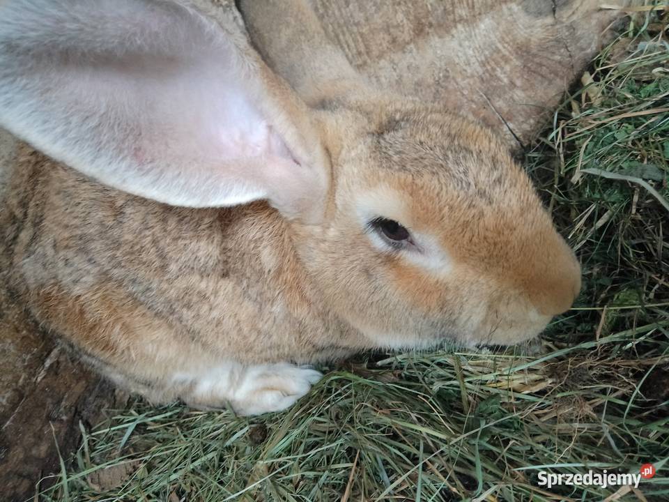 Królik małopolskie Brnik sprzedam