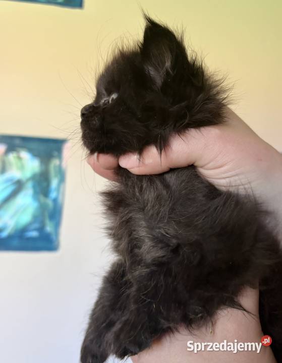 Maine Coon Kocięta importach dolnośląskie Wińsko sprzedam