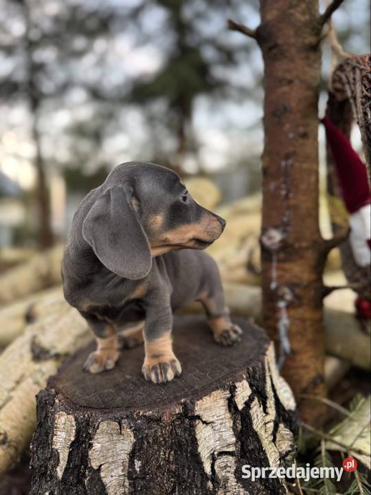 Wyjątkowa Sunia jamnik miniaturowy Isabella z Katowice