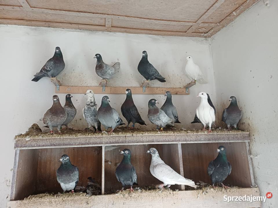 Sprzedam gołębie Wejsce