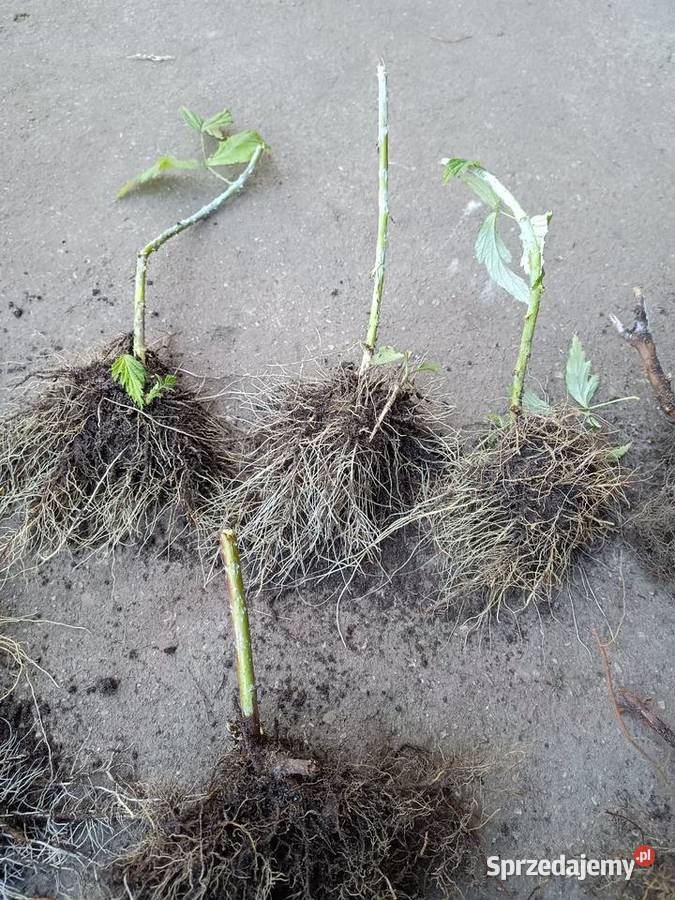 Czarna malina Owocowe łódzkie Szadek