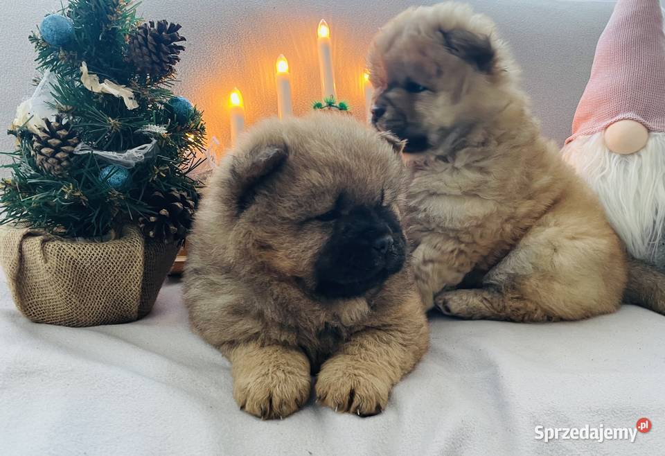 Przeurocza suczka Chow chow Pozostałe podlaskie Łomża