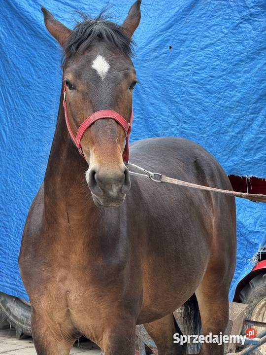 Koń śląskie Konie