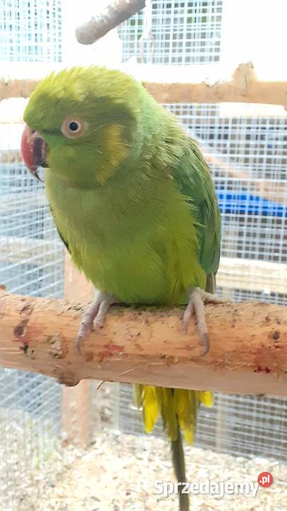 Sprzedam parę aleksandretty obrożnej lacewing i mazowieckie