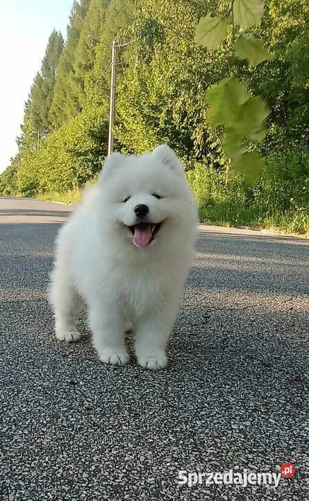 SAMOYED SAMOJED chłopiec ZKwP FCI Zwierzęta śląskie