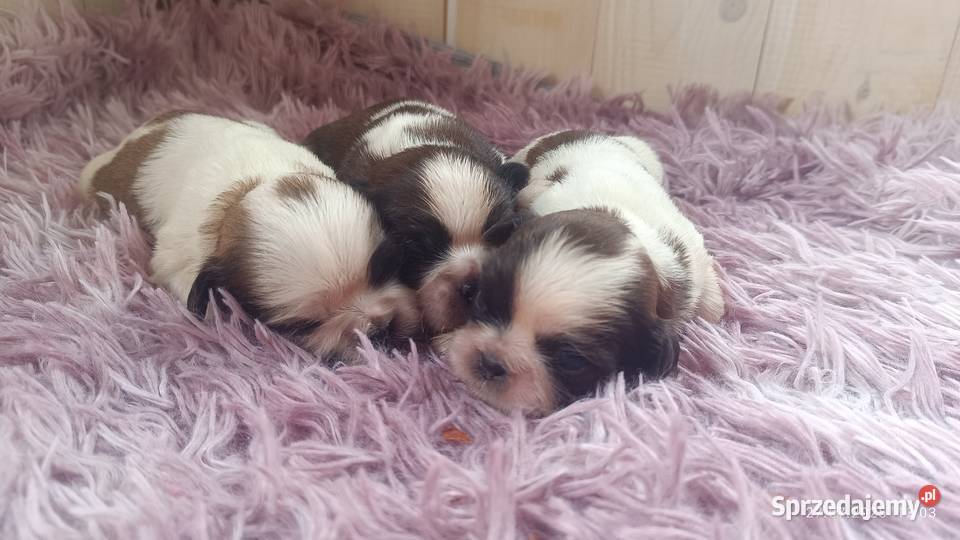 Szczeniaki shih tzu Tarnów