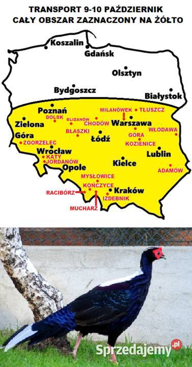 Sprzedam Bażanty Kiśćce Tajwańskie Swinhoe Gostyń
