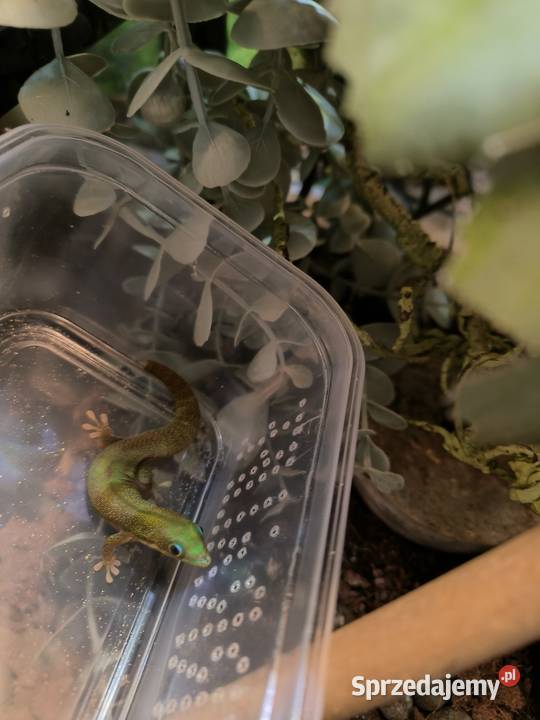 Felsuma złocista gruboogonowa Mielec