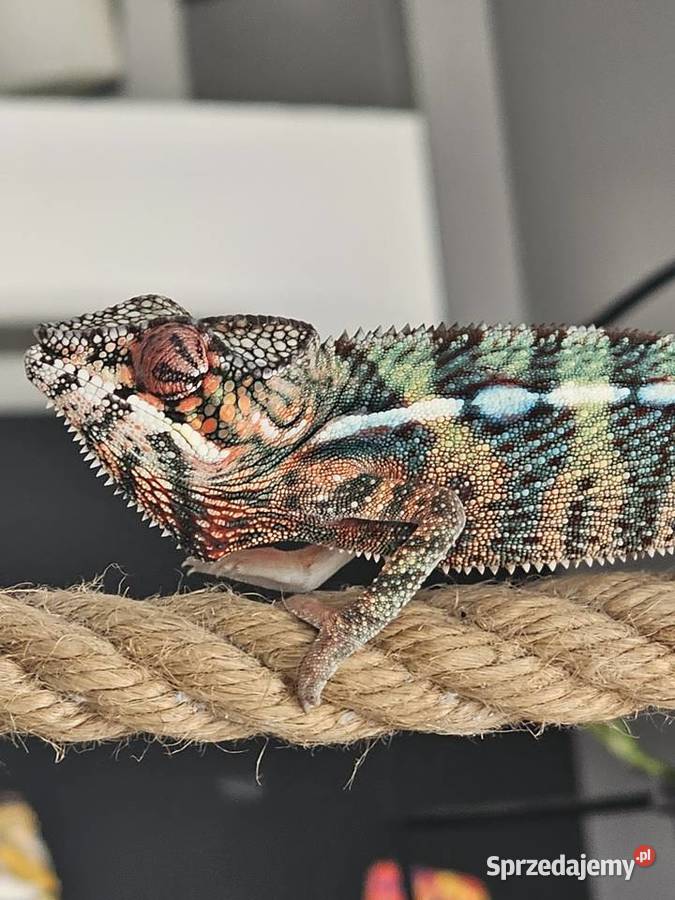 Kameleon lamparci Gady i płazy małopolskie Kraków