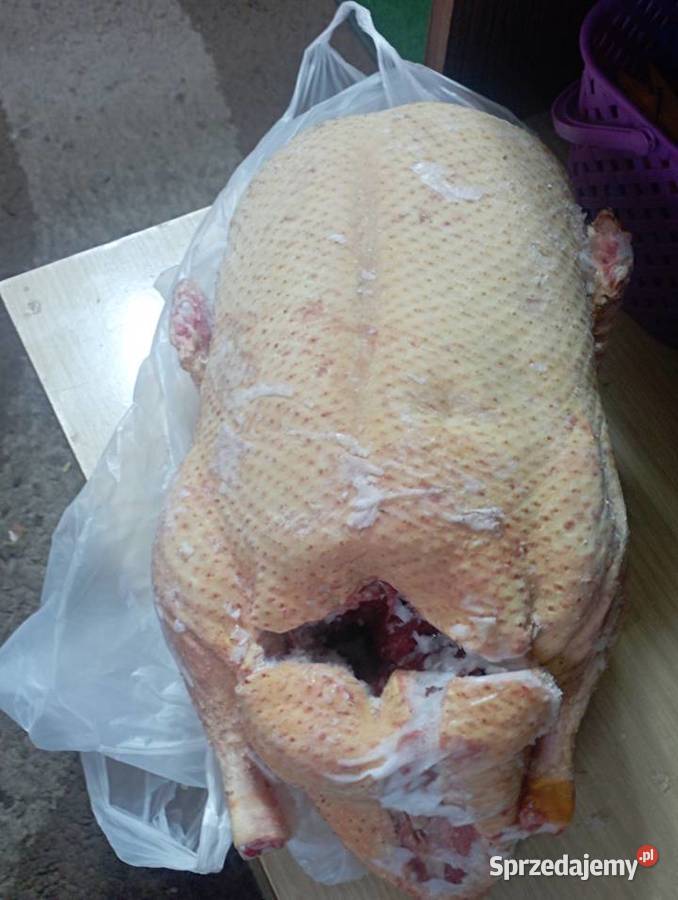 SWOJSKIE Kaczory Kaczki WYŁUPEK Mrożone Zaraz Golasowice