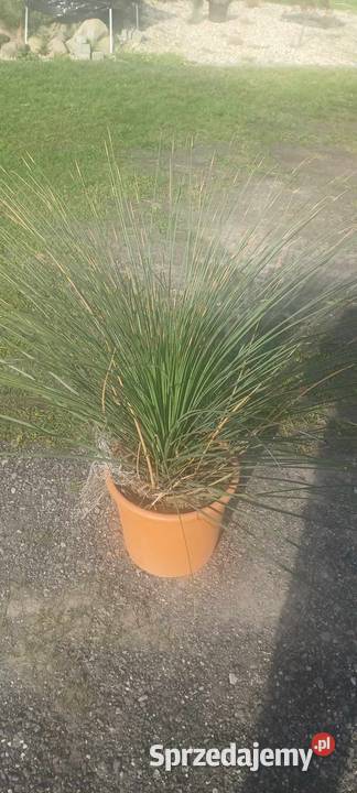 Palmy trawy mrozoodporne