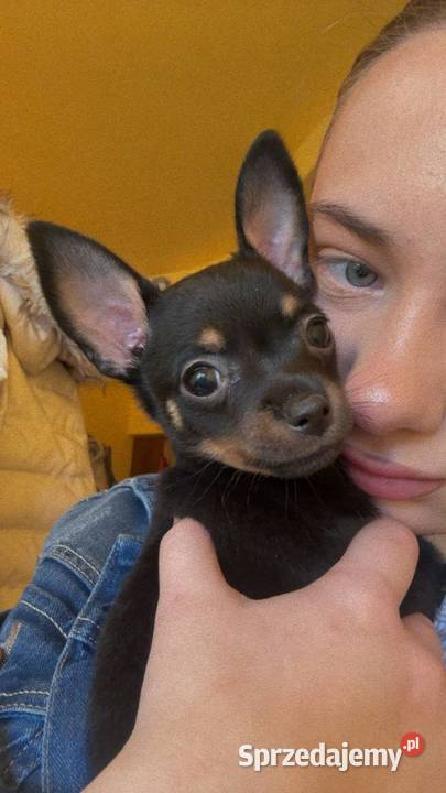 Ostatni szczeniak Toy Terrier mini piesek